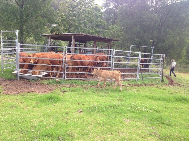 216 Welches Road, Wongawallan QLD 4210