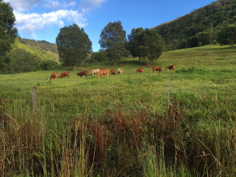 216 Welches Road, Wongawallan QLD 4210