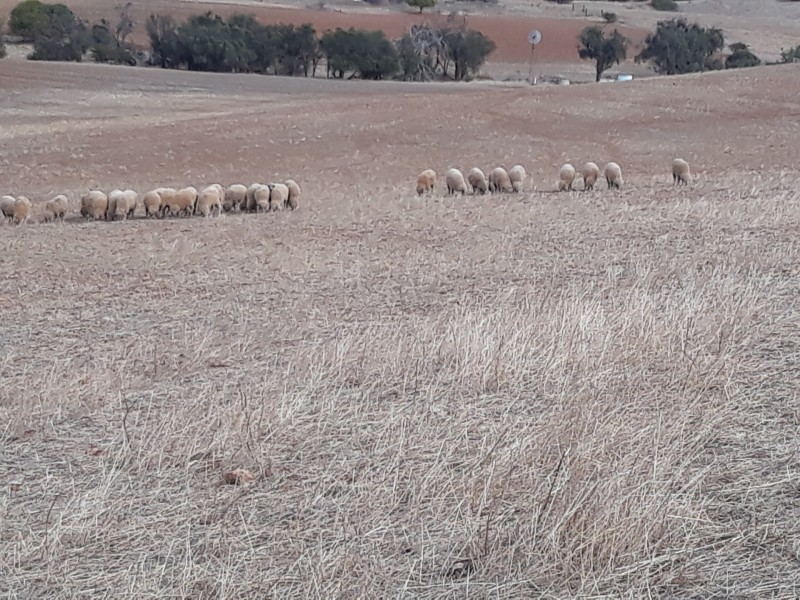 72 Oakajee Road, Howatharra WA 6532