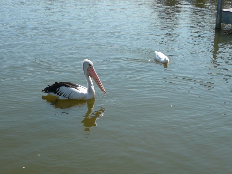 28 Coco Crescent, Yarrawonga VIC 3730