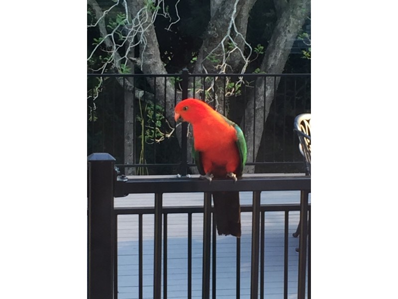 155 Eagle Heights Road, Tamborine Mountain QLD 4272