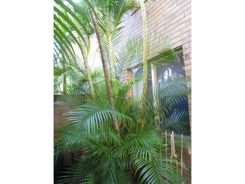 Tweed Heads NSW 2485