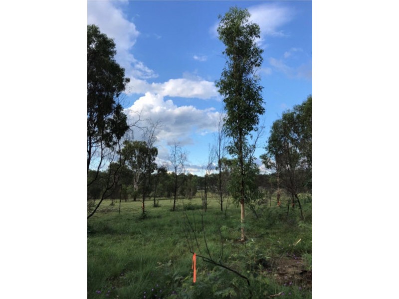 Lot 6 Kingaroy Cooyar Road, Tarong QLD 4615