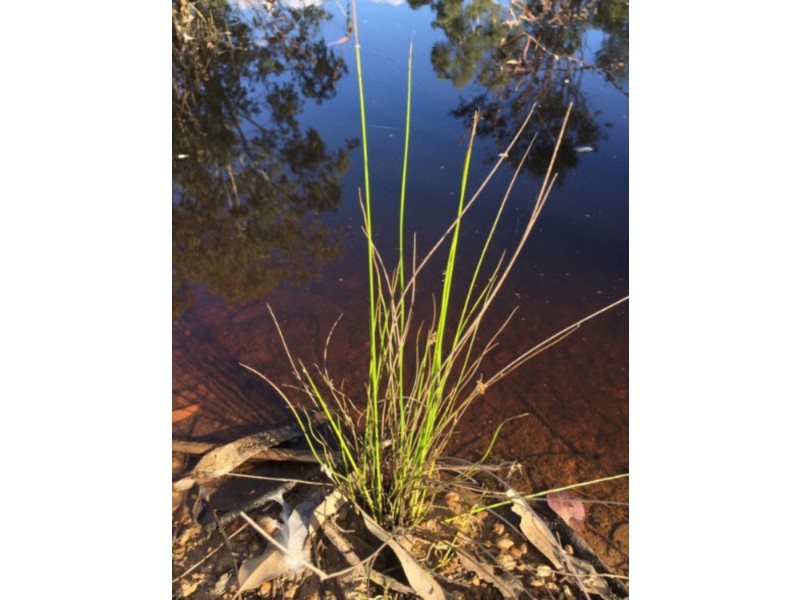 Lot 6 Kingaroy Cooyar Road, Tarong QLD 4615