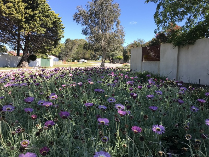 127 Osmaston Road, Carine WA 6020