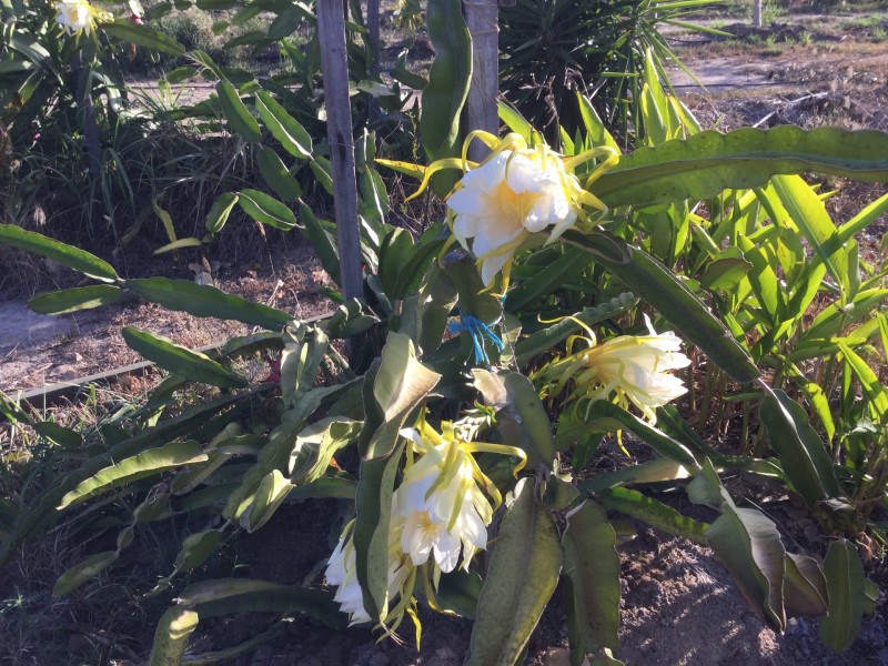 7B Purono Parkway, Yabulu QLD 4818