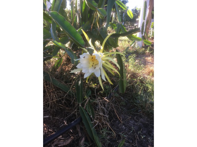 7B Purono Parkway, Yabulu QLD 4818