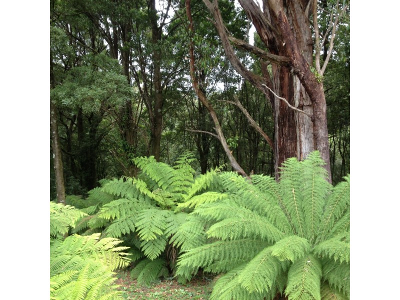 25 Melba Gully Road, Lavers Hill VIC 3238