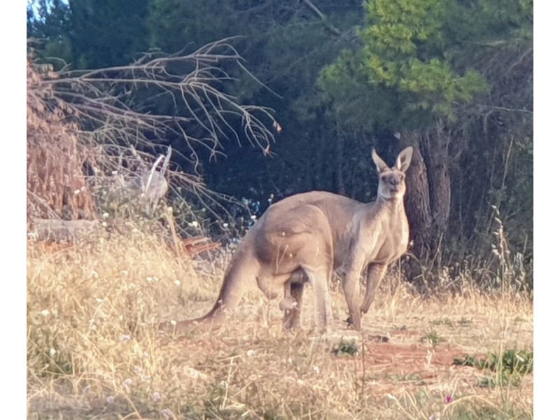 88 Sunnyside Road, Glen Osmond SA 5064