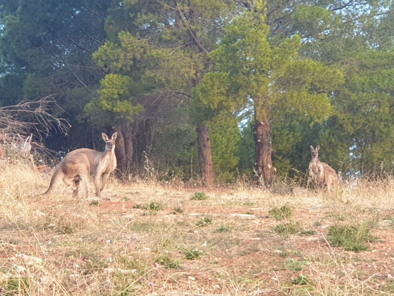 88 Sunnyside Road, Glen Osmond SA 5064