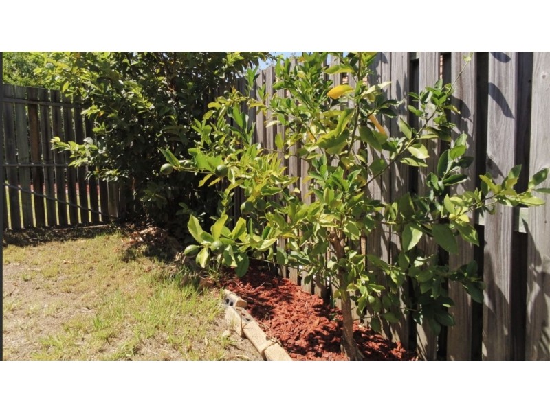 4 Robusta Place, Forest Lake QLD 4078