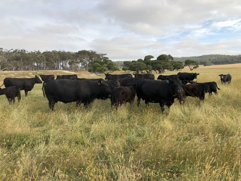 166 Thomas Stanley Road, Kronkup WA 6330