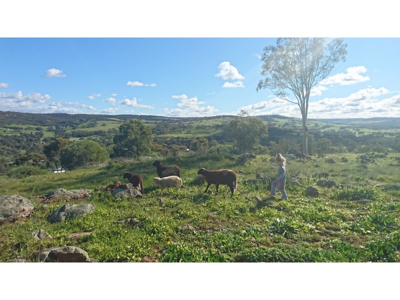 50 Coondle Drive, Coondle WA 6566