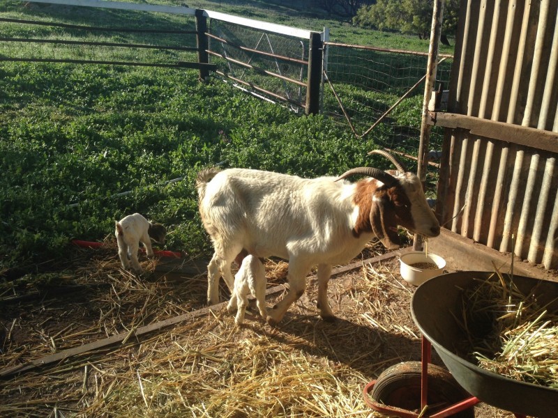 50 Coondle Drive, Coondle WA 6566