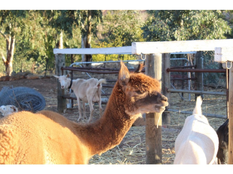 50 Coondle Drive, Coondle WA 6566