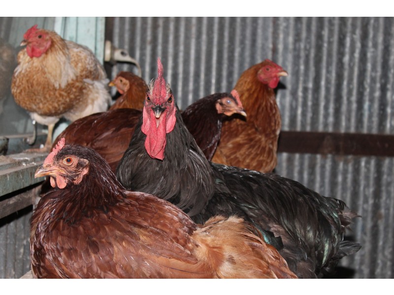 50 Coondle Drive, Coondle WA 6566