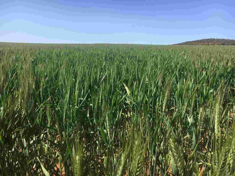 Lot 50A Morrison Road, Linga VIC 3509