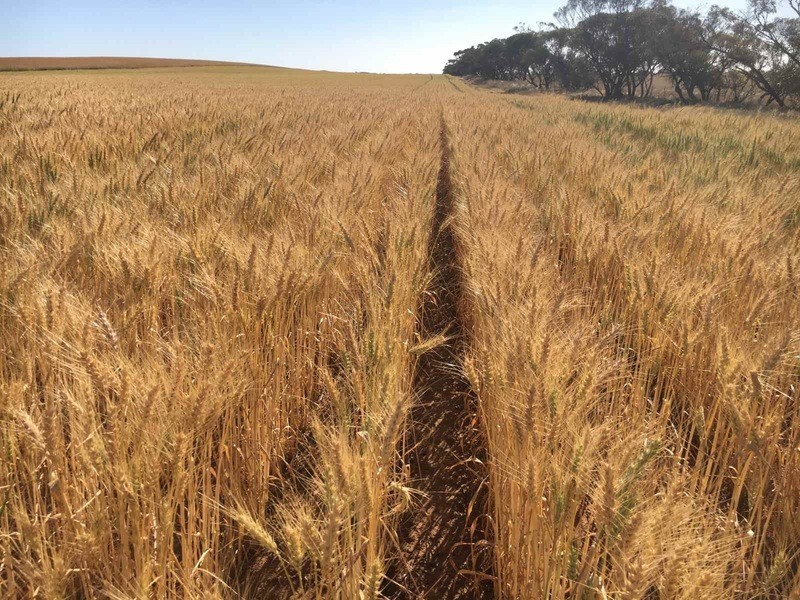 Lot 50A Morrison Road, Linga VIC 3509