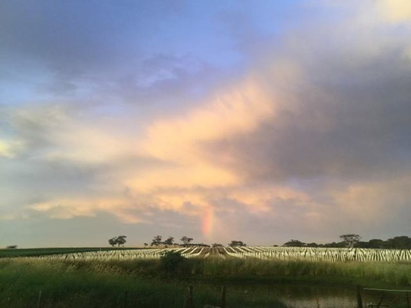 Lot 2 Lindsay Park Road, Moculta SA 5353