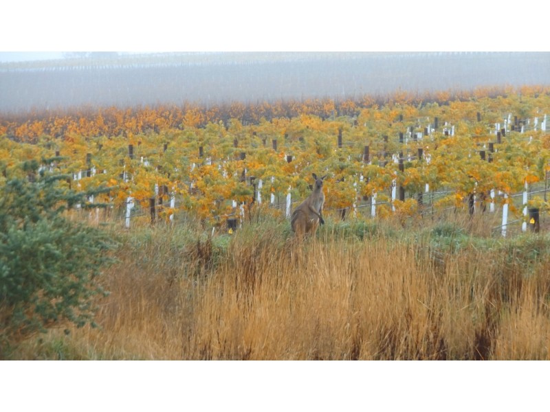 Lot 2 Lindsay Park Road, Moculta SA 5353