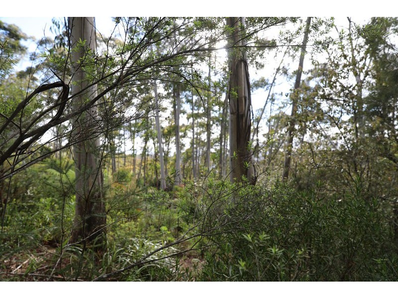 221 Hat Hill Road, Blackheath NSW 2785