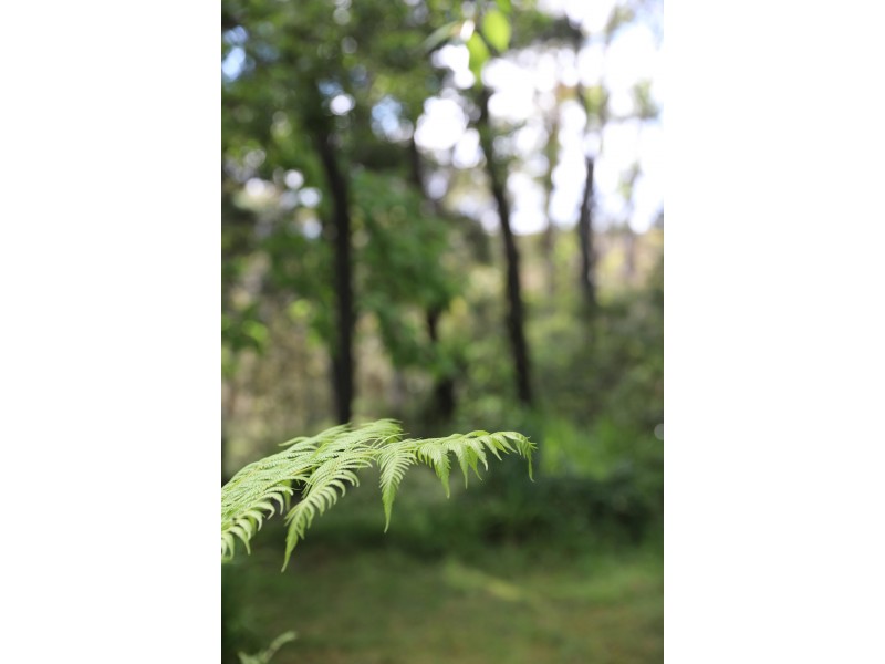 221 Hat Hill Road, Blackheath NSW 2785