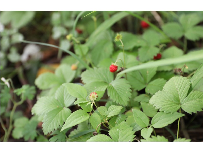 221 Hat Hill Road, Blackheath NSW 2785