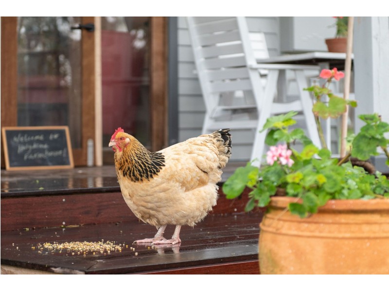 8A Bartlett Street, Frankston South VIC 3199