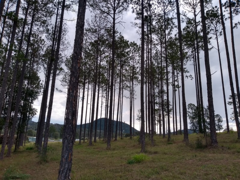 Lot 217 Stevenson Rd, Glenwood QLD 4570