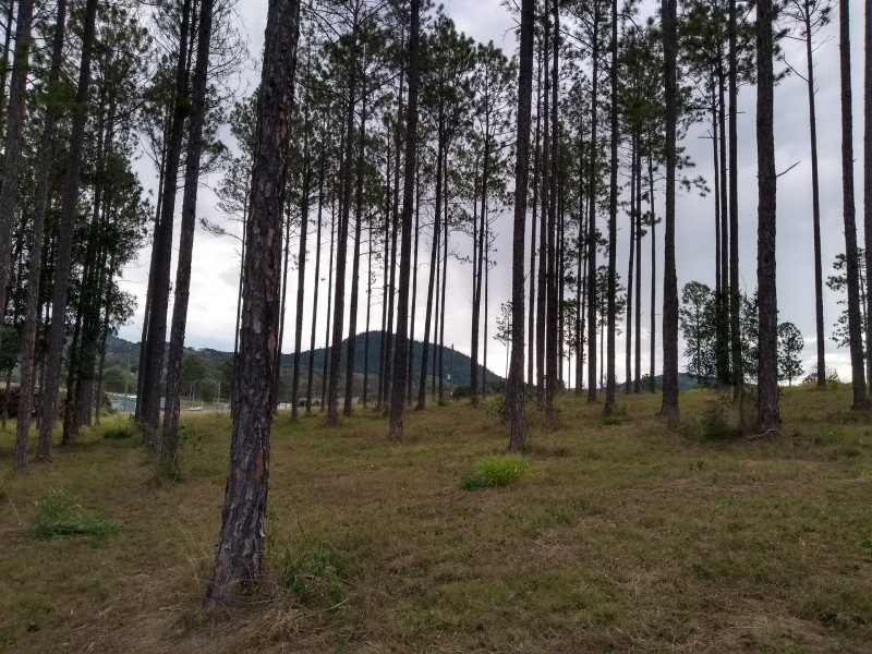 Lot 217 Stevenson Rd, Glenwood QLD 4570