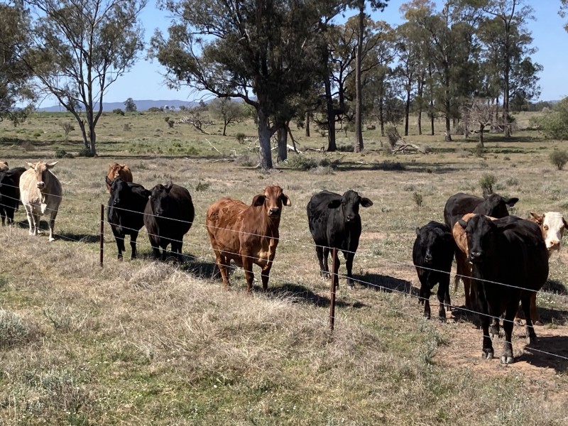 Emaroo Coolmunda Access, Coolmunda QLD 4387