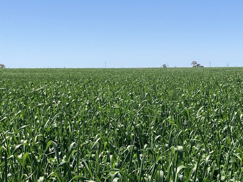 Emaroo Coolmunda Access, Coolmunda QLD 4387