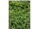 Emaroo Coolmunda Access, Coolmunda QLD 4387