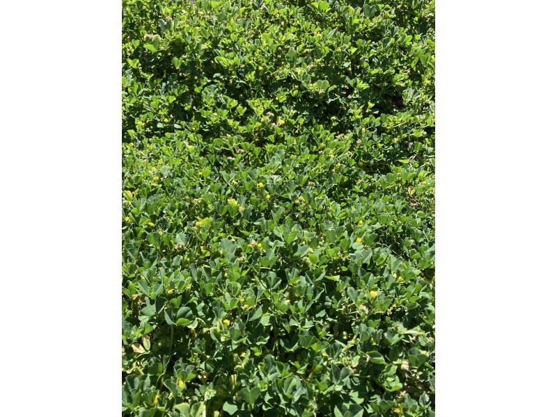 Emaroo Coolmunda Access, Coolmunda QLD 4387