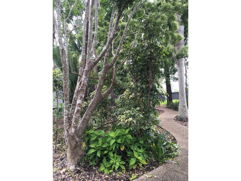 267 Sugarloaf Road, Sugarloaf QLD 4800