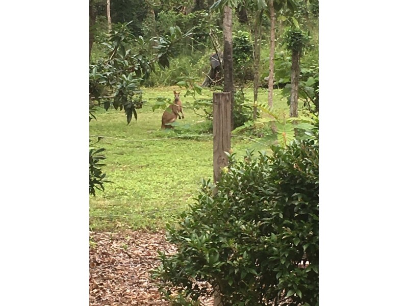 267 Sugarloaf Road, Sugarloaf QLD 4800