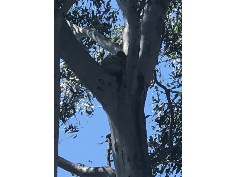 54 Rileys Hill Road, Broadwater NSW 2472