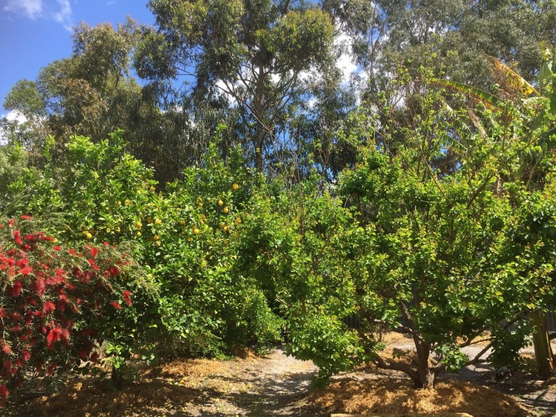 13 Housden close, Muchea WA 6501