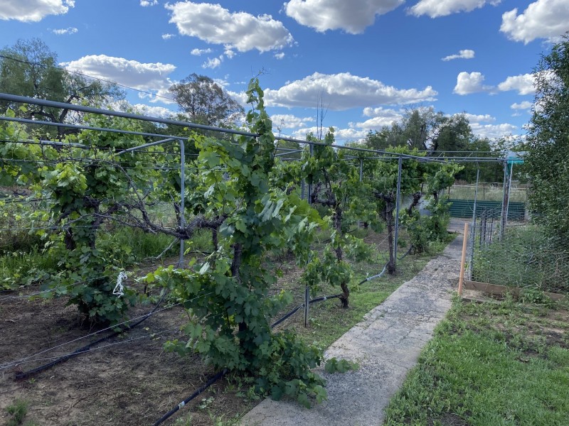 21 Floyd Street, Coonamble NSW 2829