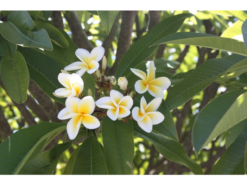 20 Flinders Street, Hopetoun WA 6348