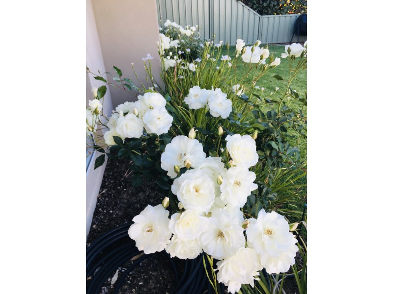 8 Wakeham Circle, Vasse WA 6280