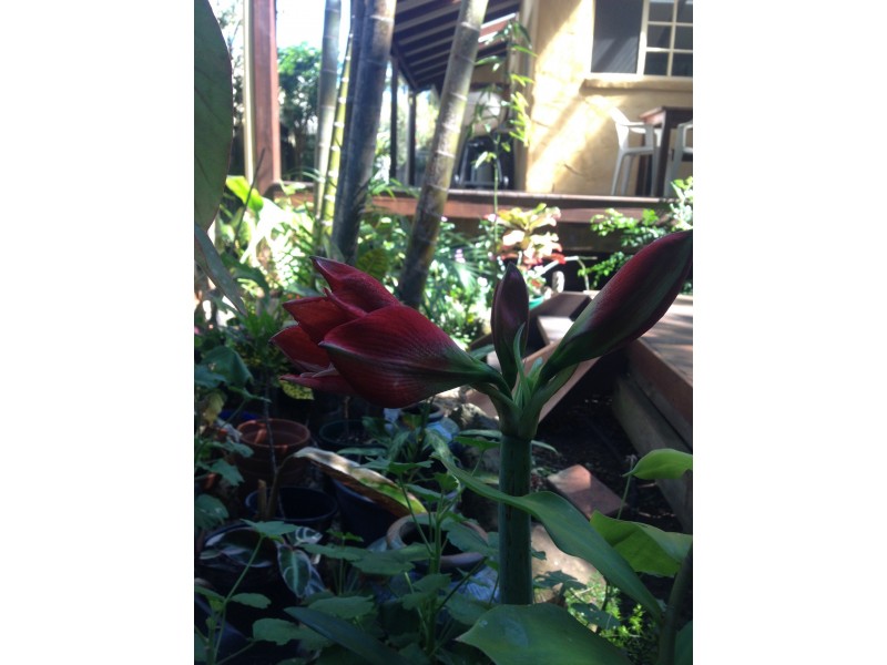 2/47 Shirley Lane, Byron Bay NSW 2481