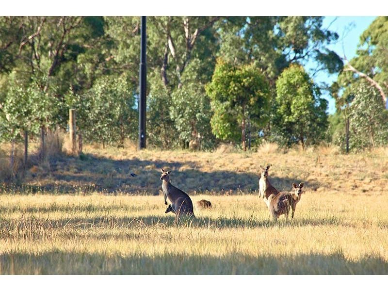 19 Goulburn Street, Mernda VIC 3754