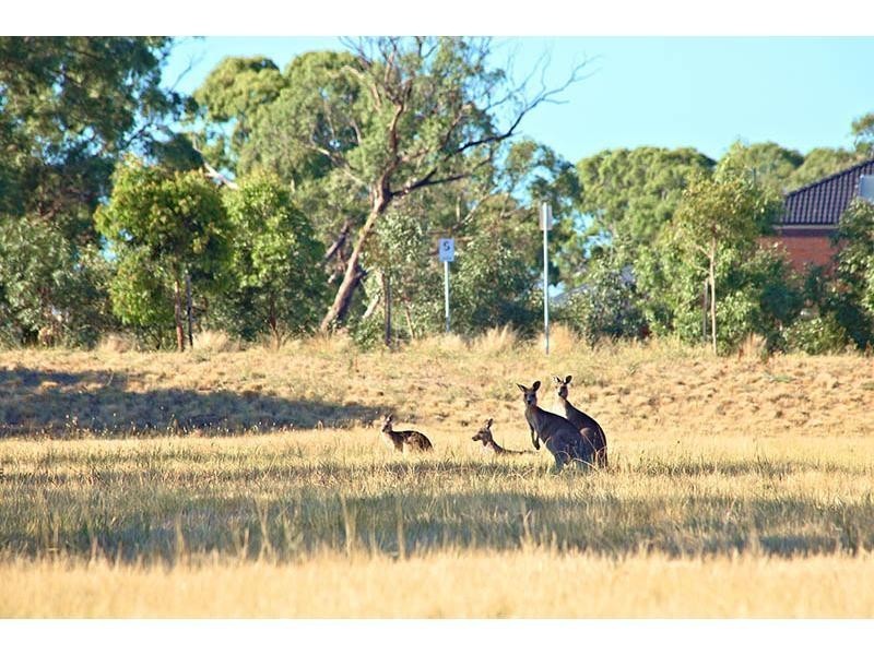 19 Goulburn Street, Mernda VIC 3754