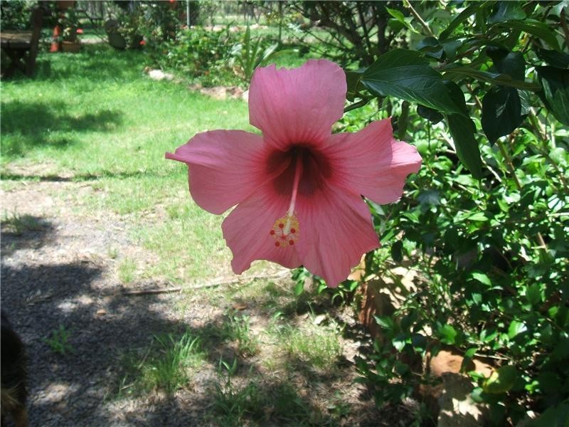 120 Glenoak Road, Goondiwindi QLD 4390