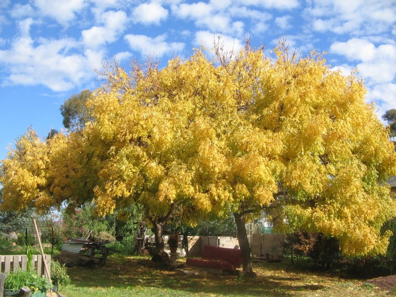 Ellimatta,5 Trewin Road, Goorambat VIC 3725