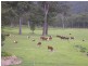 1132 White Swamp Road, Old Koreelah NSW 2476