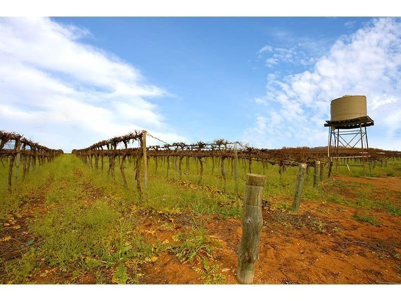 Wookata Vineyard 184 Stott Highway, Swan Reach SA 5354