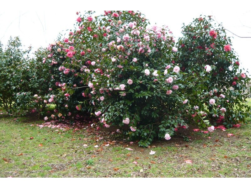 512 Tourist Road, Bellawongarah NSW 2535