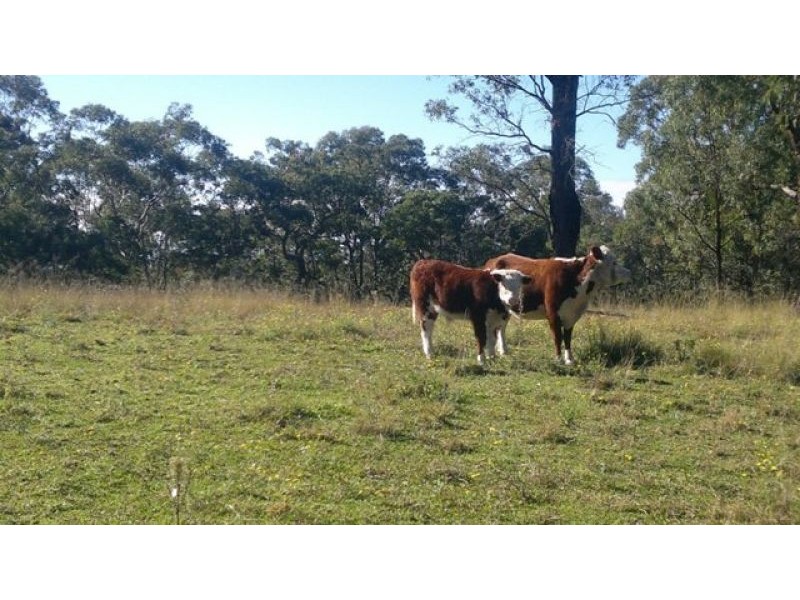 Blaxlands Ridge NSW 2758